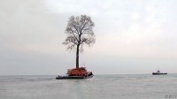 «The Economist» (დიდი ბრიტანეთი): ხეების მოყვარული ოლიგარქი სიტუაციას კულისებიდან ძაფებით მართავს