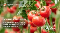 საქართველოს ბანკის მხარდაჭერითკასპში სასათბურე ბიზნესი ფართოვდება