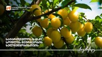 საქართველოს ბანკის მხარდაჭერით სოფელ ღანირში ტყემლის ბაღები გაშენდა