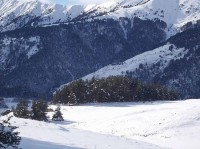თუშეთში მგლების შემოსევაა