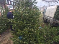 ზუგდიდში წიწვოვანი ხეების უკანონო რეალიზაციის ფაქტები გამოვლინდა