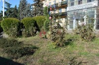 ბოლნისის გამწვანების სამსახურმა, ქალაქის ცენტრში გამწვანების სამუშაოები განახორციელა