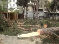 თბილისში ხეების უკანონოდ ჭრის ფაქტი გამოვლინდა