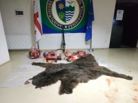   ვანის მუნიციპალიტეტში მურა დათვზე უკანონოდ ნადირობის ფაქტი გამოავლინეს 