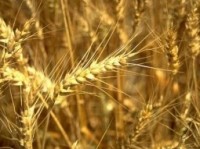 სტიქიას საქართველოში ხორბლის ნათესები არ დაუზიანებია