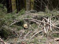 ბაკურიანის საკურორტო ტყის მდგომარეობა საგანგაროშოა 