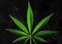 სამართალდამცავებმა დიდი რაოდენობით ნარკოტიკი ამოიღეს  სამართალდამცავებმა დიდი რაოდენობით ნარკოტიკი ამოიღეს