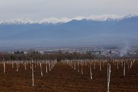 პროგრამაში „დანერგემომავალი“ ცვლილებები შევიდა