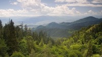 «Radio Voice of Amerika» (აშშ): ტყის ხანძარი და პოლიტიკა; ქართული ოპოზიცია რუსეთის დახმარების წინააღმდეგ