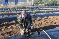 ლანჩხუთში მუნიციპალიტეტის მერმა მოცვის პლანტაცია დაათვალიერა ლანჩხუთში მუნიციპალიტეტის მერმა მოცვის პლანტაცია დაათვალიერა