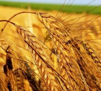 კომპანია „კარტლისი“ ორი ახალი ჯიშის ხორბლის მოსავლით კმაყოფილია