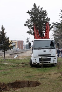 გელოვანის გამზირზე, კალათბურთის მოედნის მშენებლობის ადგილიდან ხე-მცენარეები გადაირგო