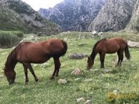 ბაგა-ბაღებისთვის ძროხის ხორცის ნაცვლად ცხენის ხორცის მიწოდებაში ბრალდებულს 3 წლითა და 6 თვით თავისუფლების აღკვეთა მიესაჯა ბაგა-ბაღებისთვის ძროხის ხორცის ნაცვლად ცხენის ხორცის მიწოდებაში ბრალდებულს 3 წლითა და 6 თვით თავისუფლების აღკვეთა მიესაჯა