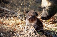 თბილისის ზოოპარკში გადაშენების პირას მყოფმა აფრიკულმა ძაღლმა ლეკვები გააჩინა თბილისის ზოოპარკში გადაშენების პირას მყოფმა აფრიკულმა ძაღლმა ლეკვები გააჩინა