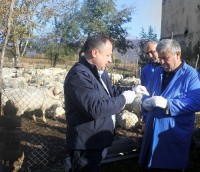 სურსათის ეროვნულმა სააგენტომ ბრუცელოზის საწინააღმდეგოდ წვრილფეხა პირუტყვის ვაქცინაცია დაიწყო