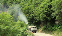 კოლხური ბზის გადარჩენის მიზნით შეწამვლითი სამუშაოები მიმდინარეობს