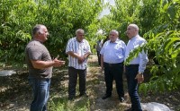 ატმისა და ვაშლატამას მოსავლის აღების პროცესი აქტიურ ფაზაშია