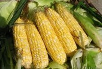 კომპანია „პიონერი“ სათესლე სიმინდთან დაკავშირებით მედიაში გავრცელებულ ინფორმაციას ეხმაურება  კომპანია „პიონერი“ სათესლე სიმინდთან დაკავშირებით მედიაში გავრცელებულ ინფორმაციას ეხმაურება