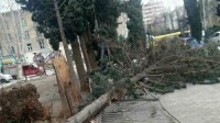 ძლიერმა ქარმა თბილისში ხე მოგლიჯა ძლიერმა ქარმა თბილისში ხე მოგლიჯა