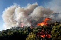 პრემიერი: ჩვენ აუცილებლად აღვადგენთ იმ ტყეს, რომელიც განადგურდა; ეს ჩვენი ვალია!