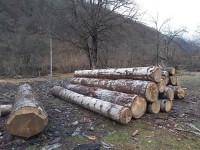 ერთ თვეში ხე-ტყის უკანონო მოპოვებისა და ტრანსპორტირების 375 ფაქტი გამოვლინდა