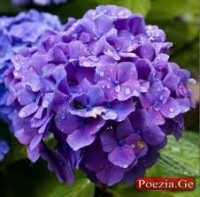 ხანდაზმულ ქალბატონებს 8 მარტი მიულოცეს