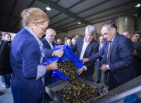 კახეთში „ქართული ზეთისხილის“რთველი დაიწყო