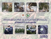 წინასაახალწლოდ წიწვოვანი სახეობის ხე-მცენარეების მოპოვებაზე კონტროლი გამკაცრდა