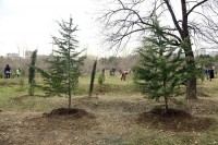 თბილისის მერია დიღმის ტყე-პარკში ხეების ჭრასთან დაკავშირებით “ენმ“-ს წევრის განცხადებას პასუხობს