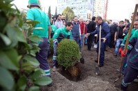 თბილისში, კოსტავა-შარტავას რეაბილიტირებულ ქუჩებზე გზაგამყოფები გამწვანდა