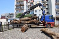 აჭარაში უკანონო ტყითსარგებლობის ფაქტები გამოვლინდა