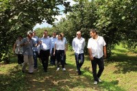 გურიის რეგიონში თხილის მოსავლის აღება აქტიურად მიმდინარეობს