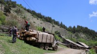 შიდა ქართლში  ხე-ტყის უკანონოდ მოპოვებისა და ტრანსპორტირების ფაქტი გამოავლინეს