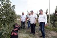 სახელმწიფოს მხარდაჭერით გაშენებულ ბაღებში მოსავალის აღება მიმდინარეობს 
