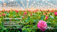 საქართველოს ბანკის მხარდაჭერით ოზურგეთში ვარდების სათბური აშენდა