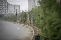 ვარკეთილში 1300 ძირი მარადმწვანე ხე დაირგო ვარკეთილში 1300 ძირი მარადმწვანე ხე დაირგო