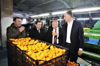 ზურაბ პატარაძემ ციტრუსის საწარმოები დაათვალიერა