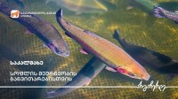 საქართველოს ბანკის მხარდაჭერით გორში საკალმახე მეურნეობა გაფართოვდა