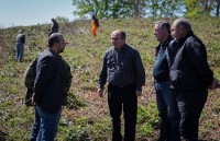 ჭიათურის რაიონში ჩაის პლანტაციების რეაბილიტაცია მიმდინარეობს