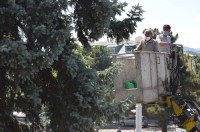 ბოლნისის მუნიციპალიტეტის გამწვანების სამსახური მცენარეთა შეწამვლის სამუშაოებს ახორციელებს