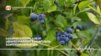 საქართველოს ბანკის მხარდაჭერით ქობულეთში მოცვის პლანტაციები გაშენდა