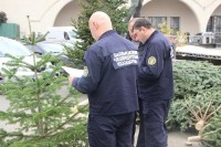 ნაძვის ხის უკანონოდ მოჭრა 200-დან 2000 ლარამდე დაჯარიმდება, შესაძლოა აღიძრას სისხლის სამართლის საქმე ნაძვის ხის უკანონოდ მოჭრა 200-დან 2000 ლარამდე დაჯარიმდება, შესაძლოა აღიძრას სისხლის სამართლის საქმე