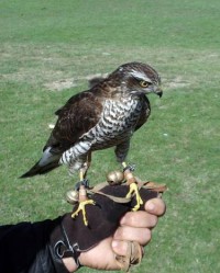 პურის სახლის მიმდებარე ტერიტორიაზე ბაზიერების შოუ მიმდინარეობს 