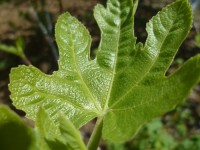 ლეღვის ნახარშით დამწვრობით 21 წლის გოგონა მკურნალობს