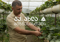 გორში თიბისის დახმარებით მარწყვის სათბურები გაშენდება