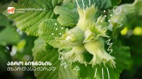  საქართველოს ბანკი თხილის მწარმოებელთა  ასოციაციასთან ერთად ახალ პროგრამას იწყებს