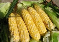 ჰიბრიდული სიმინდის პროგრამას სოფლის მეურნეობის სამინისტრო აღარ ახორციელებს