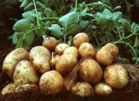 ივანიშვილის განცხადებით, ახალქალაქსა და ახალციხეში კარტოფილის წარმოება 25%-ით შემცირდა