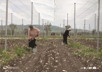 სართიჭალაში, თიბისის მხარდაჭერით, სამაცივრე მეურნეობა - „აგროკომპლექსი“ იწყებს ფუნქციონირებას