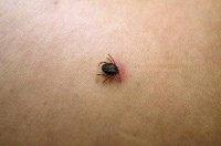 ყირიმ-კონგოს ცხელებით დაავადებული 62 წლის მამაკაცის მდგომარეობა მძიმეა